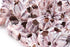 extra large barnacle clusters